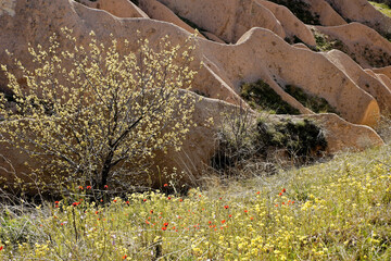 Erosion-sculpted tuff formations, Cappadocia, Turkey