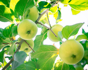 An apples on the branch of apple tree in autumn