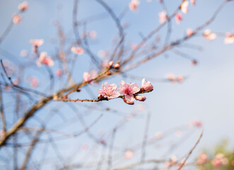 beautiful pink flowers from a blossom tree against a blue sky in spring