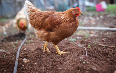 beautiful red chicken walking on soil in the backyard in Adelaide, South Australia