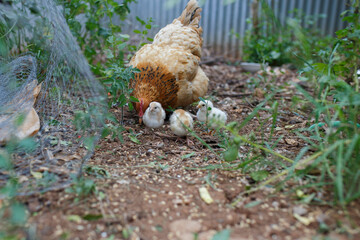 baby chicks and mother chicken feeding in the backyard in Adelaide, South Australia