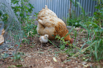 baby chicks and mother chicken feeding in the backyard in Adelaide, South Australia