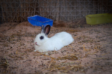 Close up white rabbits on the ground. Single of Short hair adorable baby rabbit easter bunny rabbit use for easter holiday concept.