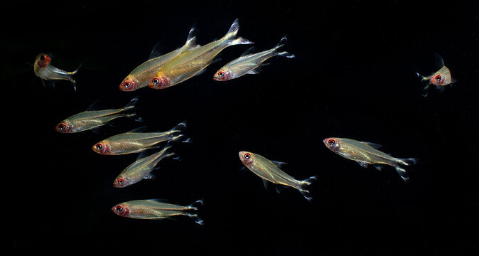 Peces amaz&oacute;nicos nadando en libertad