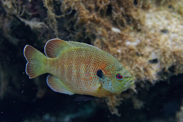 Beautiful Bluegill (Lepomis macrochirus) in a central Florida spring.