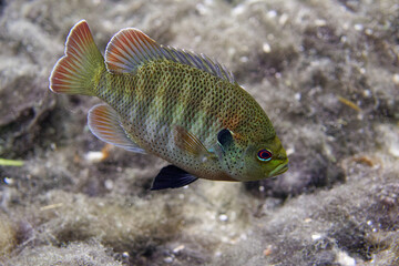 Beautiful Bluegill (Lepomis macrochirus) in a central Florida spring.