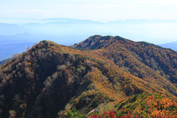 Fototapeta na wymiar 北アルプスの秋　紅葉の五竜遠見　小遠見山から八ヶ岳、富士山を望む