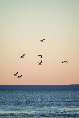 Plakat seagulls at sunset