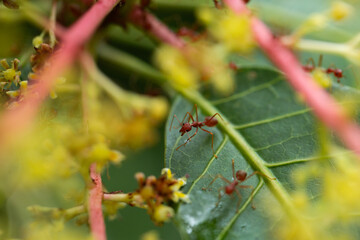 A fire ant walks on a flowering mango tree.