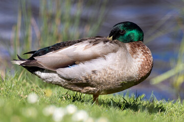 Mallard Duck in New Zealand