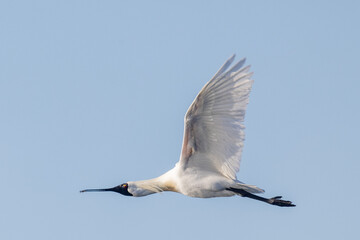 Royal Spoonbill in New Zealand