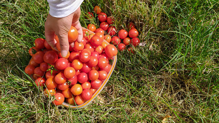 picking ripe tomatoes