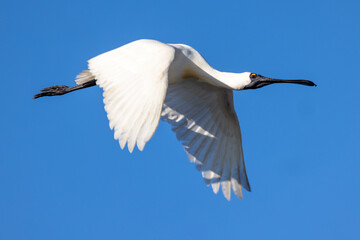 Royal Spoonbill in New Zealand