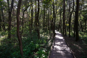 a refreshing summer forest with a boardwalk, in the sunlight