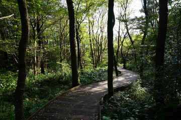 a refreshing summer forest with a boardwalk, in the sunlight