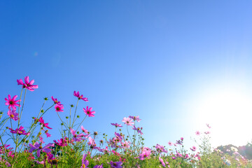 Obraz na płótnie Canvas 朝日に照らされたコスモス。青い空を背景に、神戸総合運動公演コスモスの丘にて撮影
