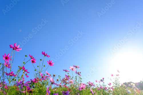 朝日に照らされたコスモス 青い空を背景に 神戸総合運動公演コスモスの丘にて撮影 Wall Mural 宮岸孝守