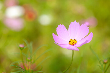 コスモス