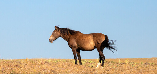 Sooty LIver Chestnut Wild Horse Mustang Mare in the Pryor Mountains Wild Horse Refuge Sanctuary on...