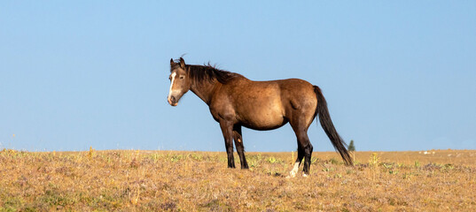 Liver Chestnut Wild Horse Mustang Mare in the western United States