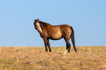 Chestnut Roan colored Wild Horse Mustang Mare in the Pryor Mountains Wild Horse Refuge Sanctuary on...