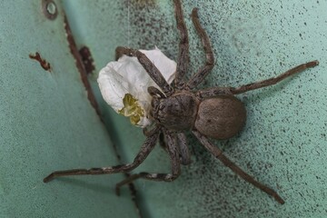A large brown arachnid with its eggsac, commonly known as a Huntsman Spider (Holconia montana).