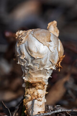 The Sandy Stilt-puffball (Battarrea phalloides) is an inedible species of mushroom with a long woody, slender, scaly stem.
