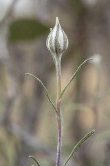 The white flower of the Australian perennial herb known as Satin Everlasting (Helichrysum leucopsiduon) 