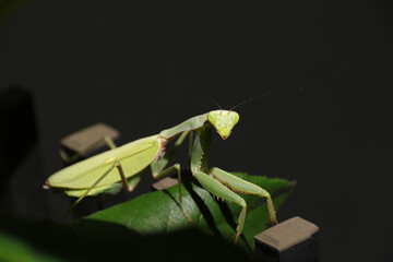カマキリ