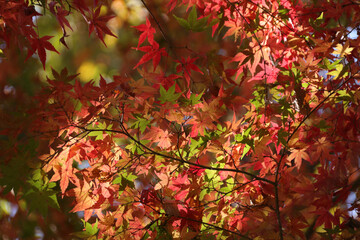 紅葉