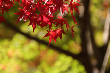 紅葉