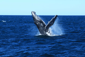 Humpback whales in Australia whale watching