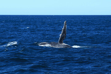 Fototapeta premium Humpback whales in Australia whale watching