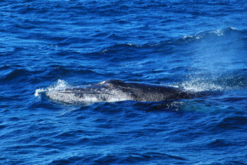 Obraz premium Humpback whales in Australia whale watching
