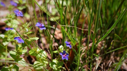 purple flowers in environment
