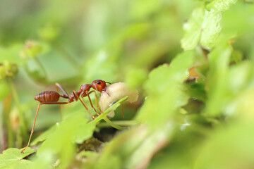 A Worker Fire Ant Doing Its Job Carrying an Egg to the New Nest
