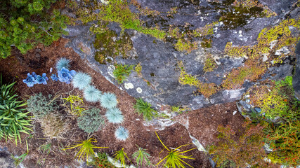 Bird's eye view of plants, lichen, and bushes in a rocky garden