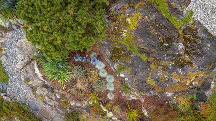 Top down view of bushes and plants in a rocky garden