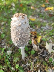 mushroom in the forest