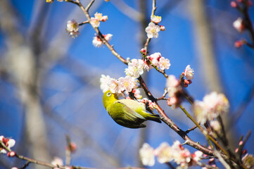 吉野公園の梅とメジロ	