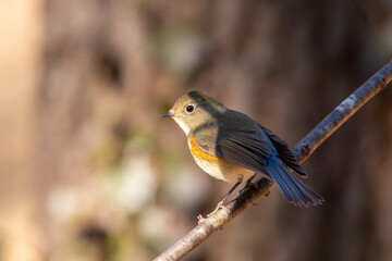 野鳥