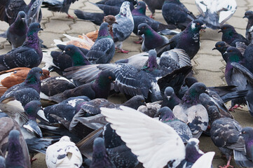 Pigeons on city street. Partial blur.