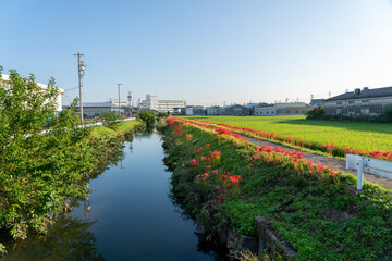小牧山城の見える農業地域の自然
彼岸花満開の堤防道路