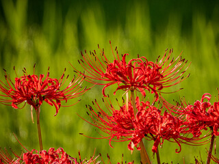 小牧山城の見える農業地域の自然
彼岸花