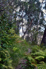 footpath in the woods