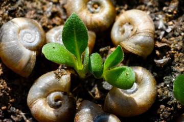 Young seedling along with the garden snails in the garden.