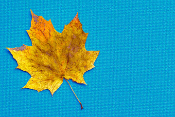 Maple leaf in autumn colors.