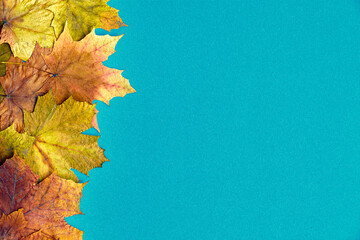 Background is blue with maple leaves. Autumn mood.