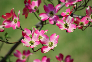 春の花、ハナミヅキ