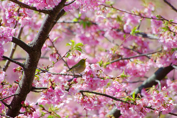 初春の河津桜とメジロ